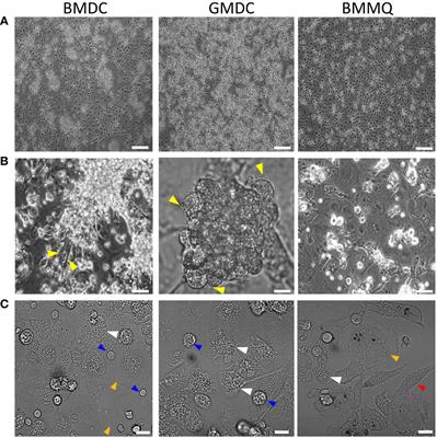 Chicken CSF2 and IL-4-, and CSF2-dependent bone marrow cultures differentiate into macrophages over time